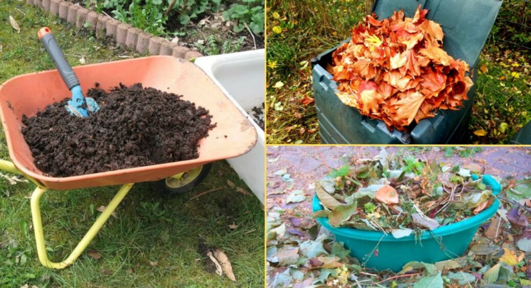 Восени не палю сухе листя – засипаю 1 відро в компост: навесні маю чорнозем, який оживляє найстарішу грядку 