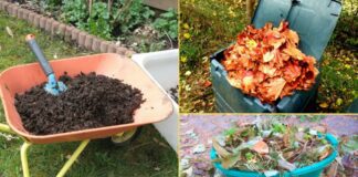 Як правильно закладати листя у компостну купу