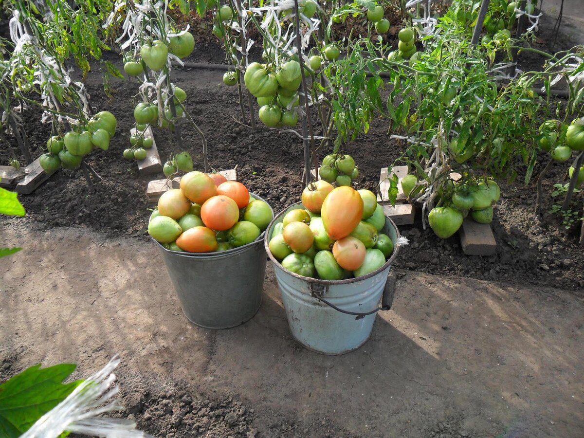 Експерти розповіли, який сорт томатів найкраще обрати для вирощування на власній грядці