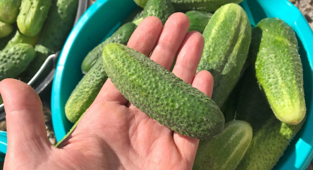 Радила сусідкам ці 2 сорти огірків – принесли мені 5 банок смачних “закруток”: у 2026 році знову садитиму 
