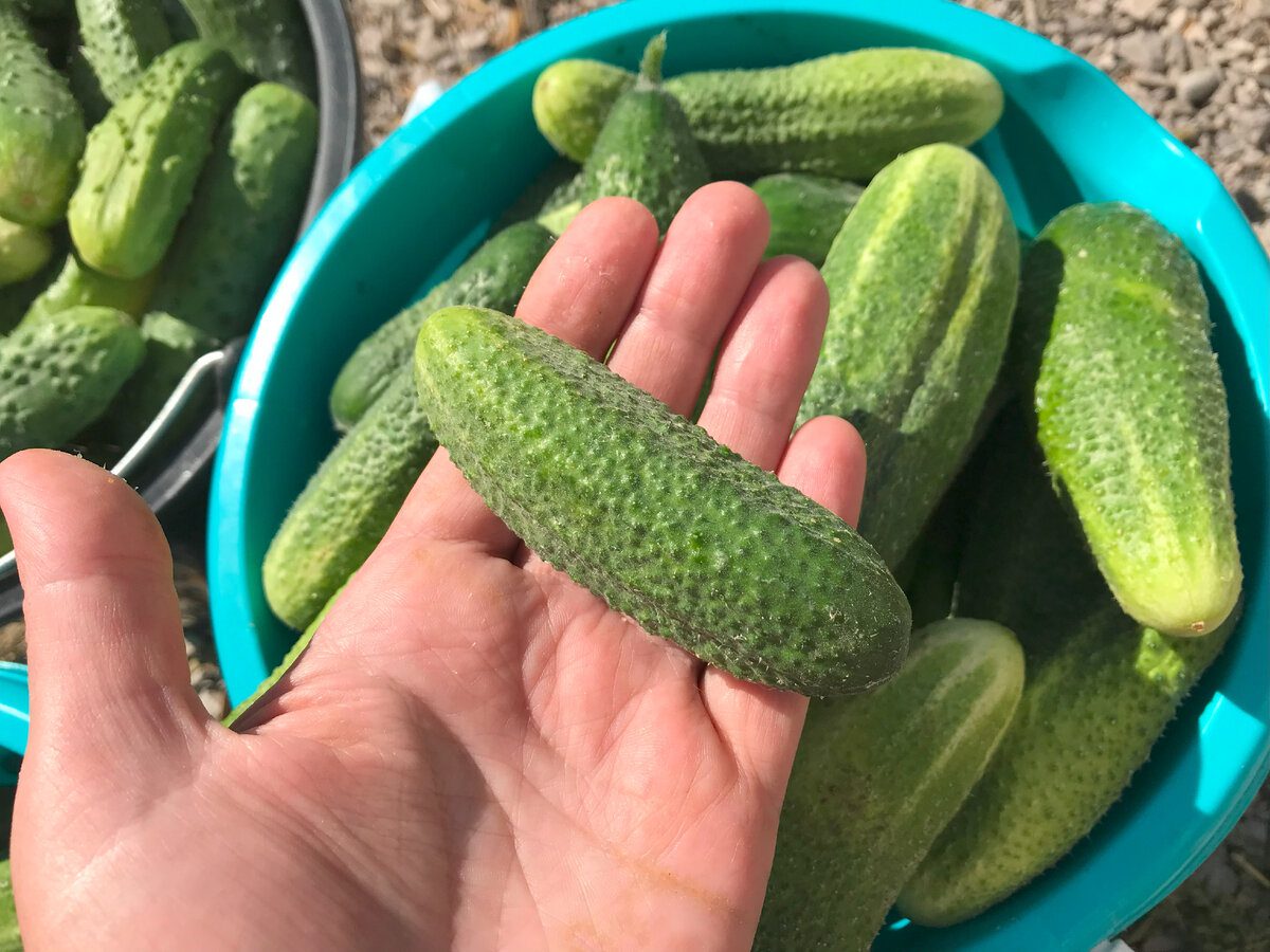 Експерти порадили високоврожайний сорт огірків, що відрізняється стійкістю до хвороб