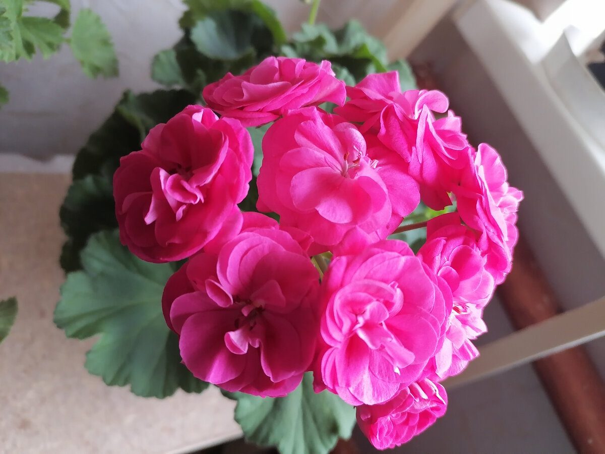 Експерти розповіли, як правильно обрізати пеларгонію восени для кращого цвітіння через рік