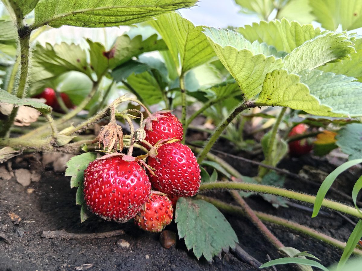 Експерти розповіли, як доглядати за полуницею у жовтні для кращої врожайності наступного року
