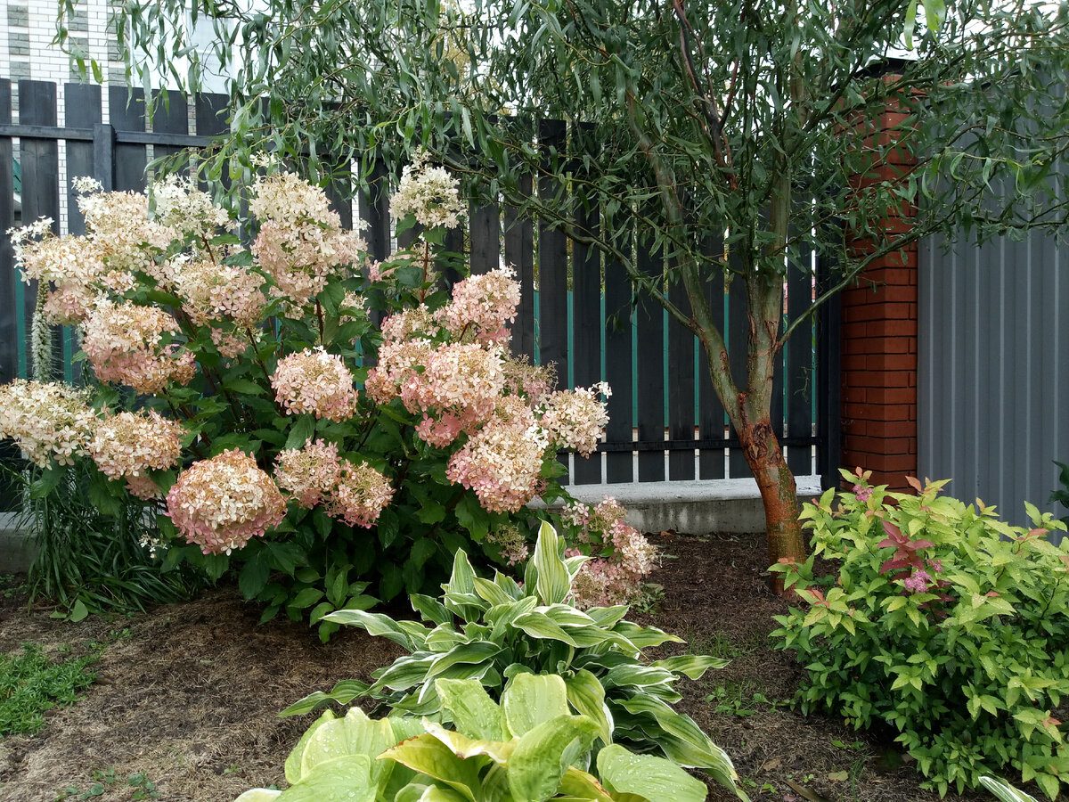 Садівники розповіли, як правильно обрізати гортензію на ділянці для пишного й тривалого цвітіння