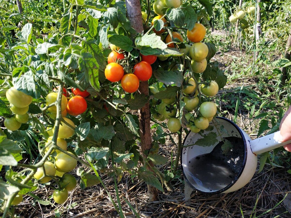 Городники розповіли, як посадити помідори під зиму простим і доступним способом – корисна порада