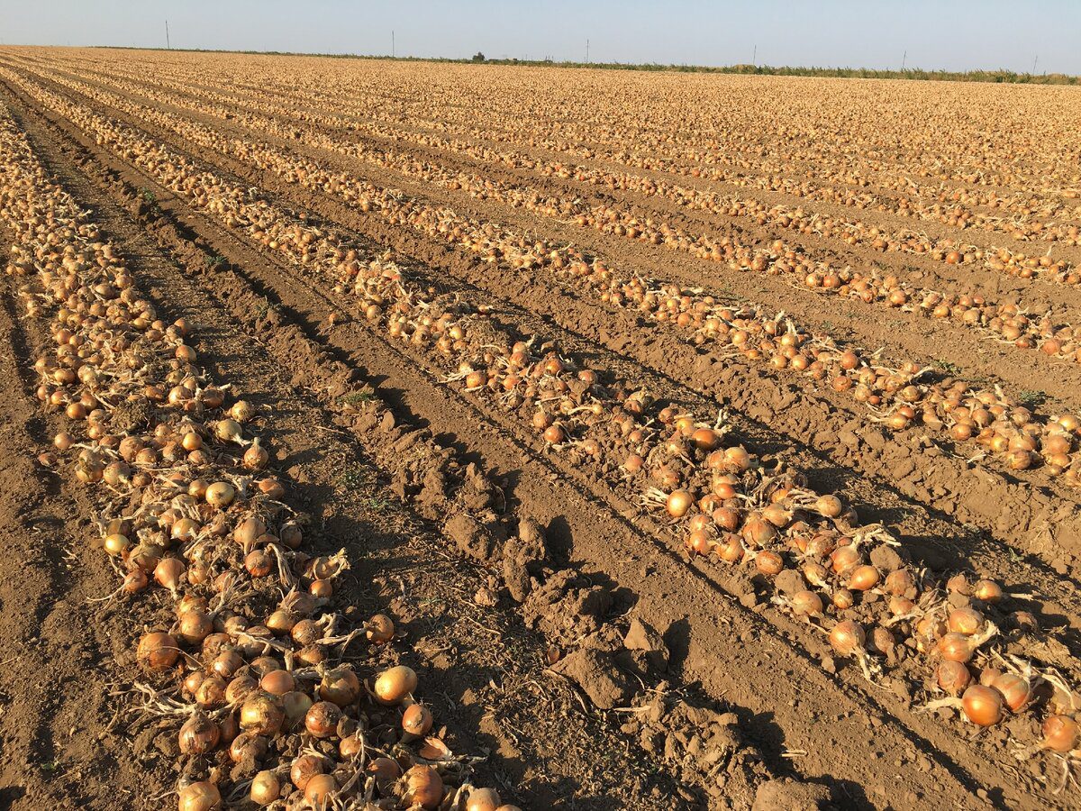 Експерти пояснили, як правильно висушити цибулю для кращого та довшого зберігання плодів