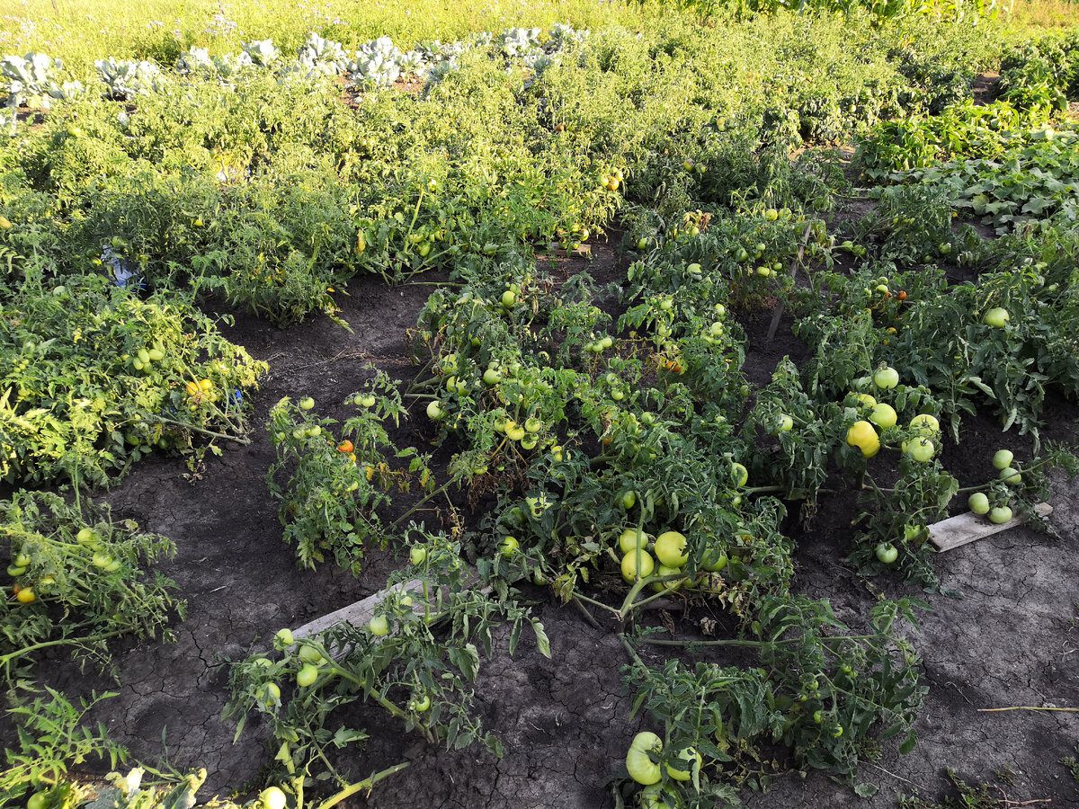 Експерти розповіли, який сорт томатів найкраще обрати для вирощування на власній грядці
