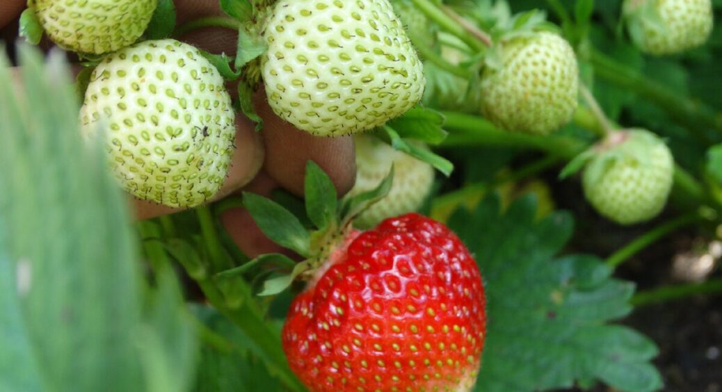 Накриваю суницю хвоєю й шишками – обприскую боверією: бруньки не вимерзають, а врожай радує навесні 