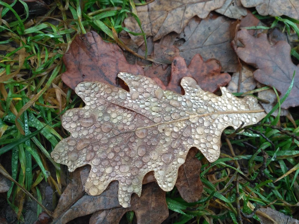 Експерти розповіли, що можна зробити з опалим листям восени замість спалювання