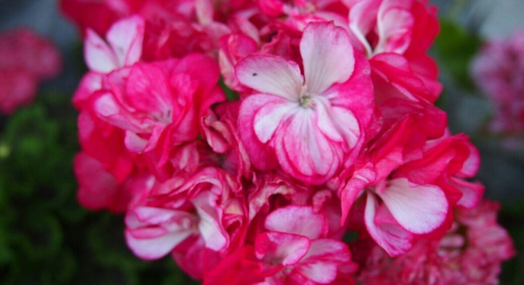 У куми пеларгонія не цвіте вже 4 роки поспіль: дала їй рецепт добрива з 3-х компонентів – і бутони поперли 