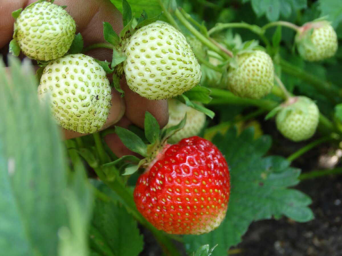 Експерти розповіли,  як правильно утеплити посадки садової суниці 