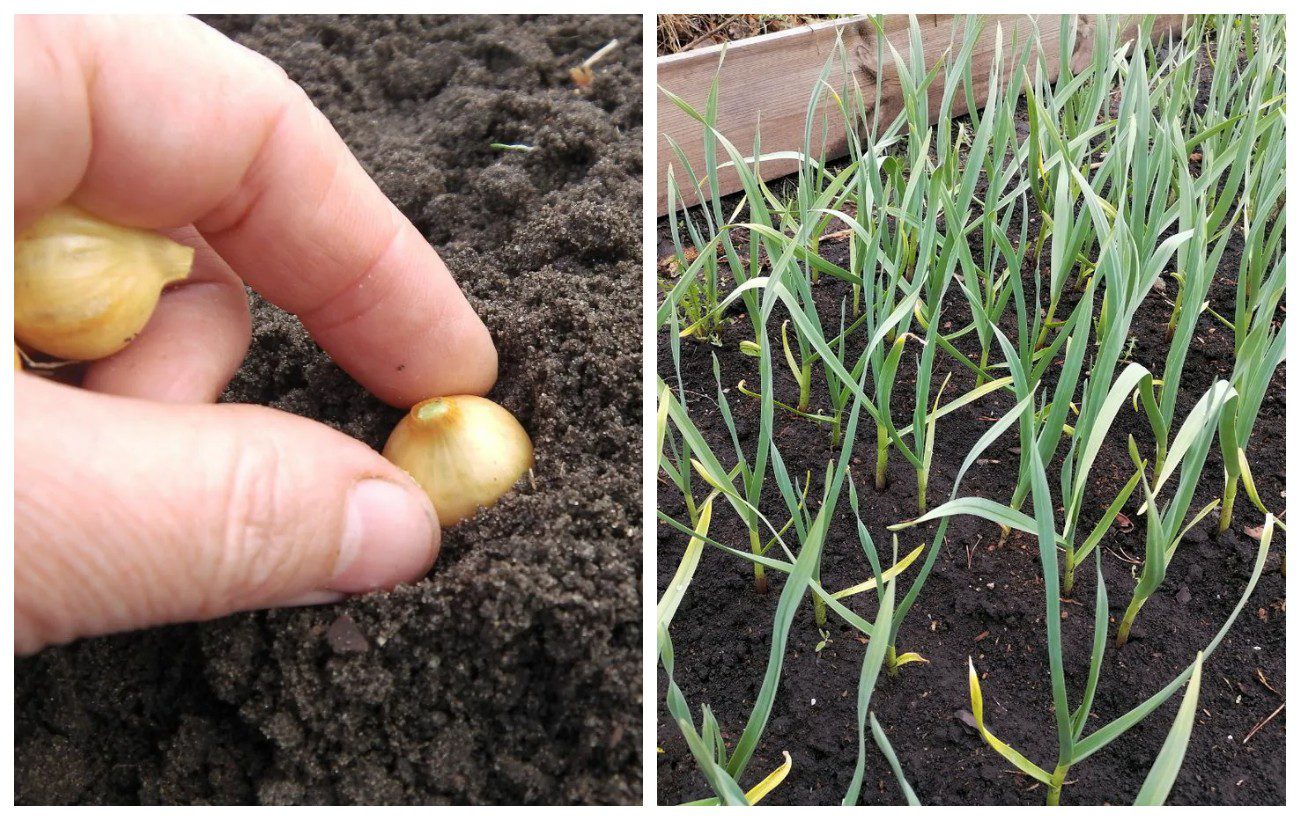 Як і коли правильно садити озиму цибулю