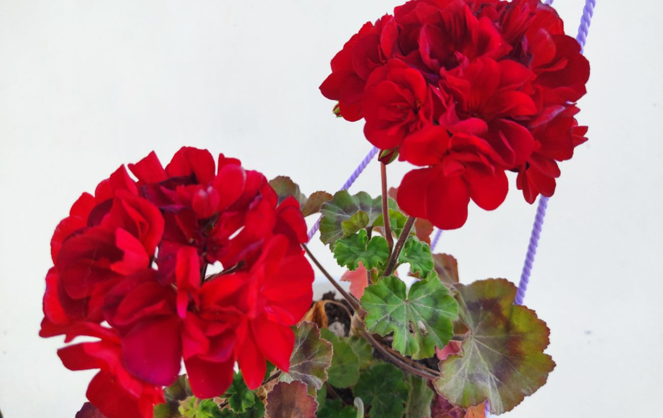 Як обрізати пеларгонію восени