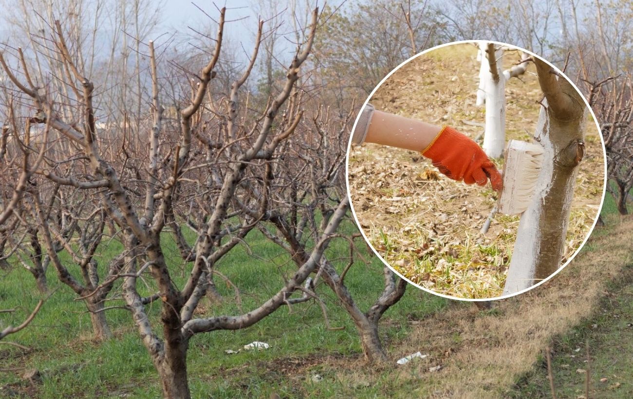 Як підготувати дерева до зимівлі