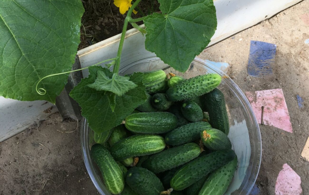 Який сорт томатів найкраще вирощувати на підвіконні