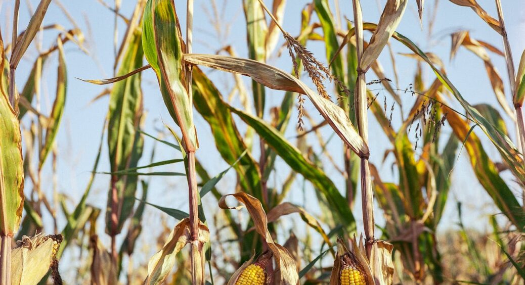 Кукурудзяне бадилля не спалюйте: без наукових мудрощів 80-річний сусід навчив, як переробити його на користь 