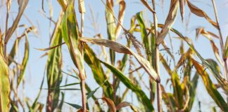 Городники розповіли, що робити з кукурудзяним бадиллям