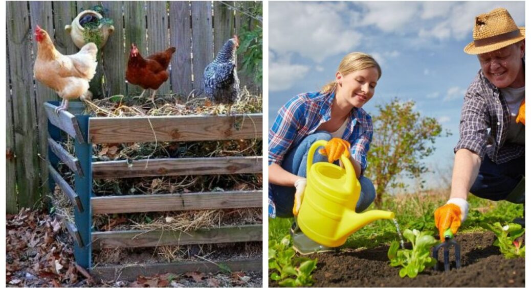 Фатальні помилки роблять 99% городників: як використовувати курячий гній, щоб він був добривом, а не отрутою 