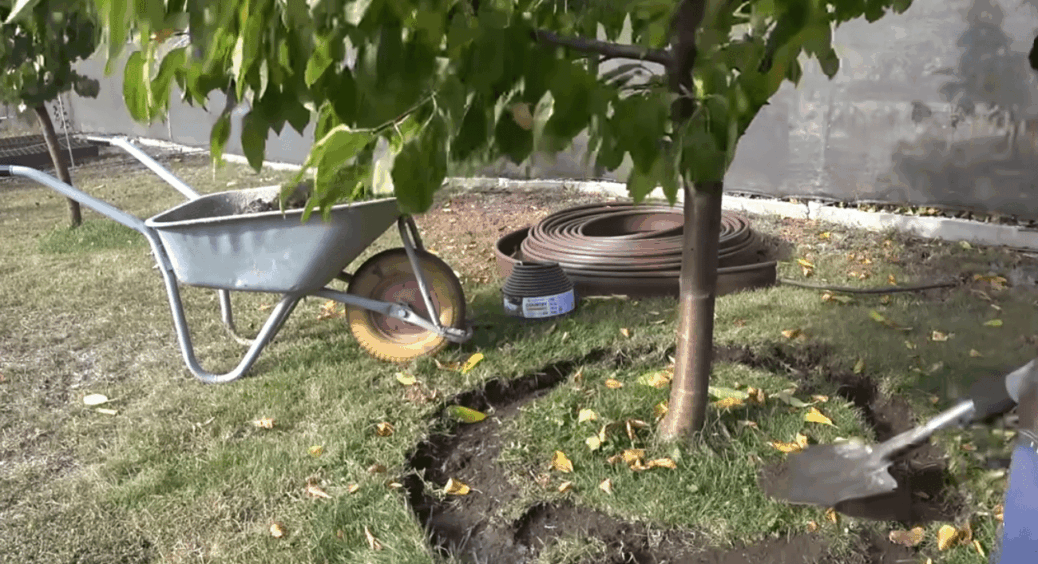 Роблю так щоосені: 1 простий метод збільшити врожайність дерев й назавжди позбутись від бур’янів під кроною 