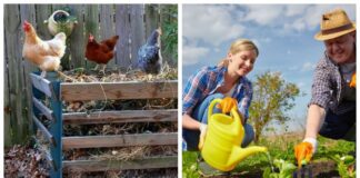 Городники розповіли, як правильно підгодовувати рослини курячим гноєм