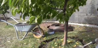 Садівники порадили, як правильно зробити восени пристовбурове коло