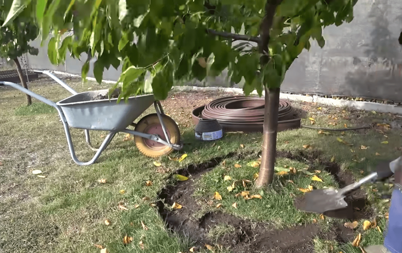 Садівники порадили, як правильно зробити восени пристовбурове коло