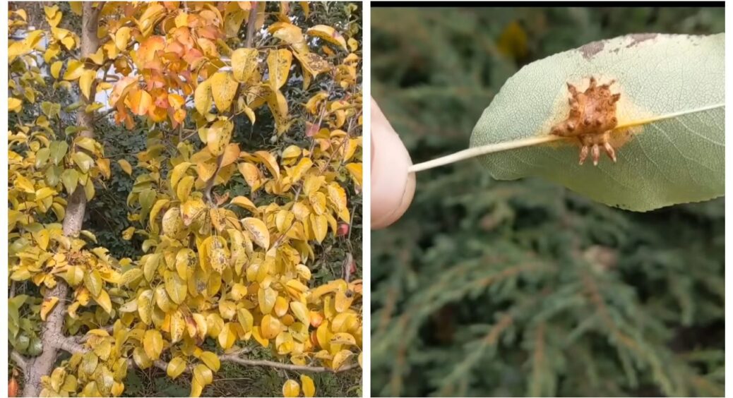 Іржа на груші — наче примара з фантастичного фільму, але вихід є: що робити, щоб врятувати дерево 