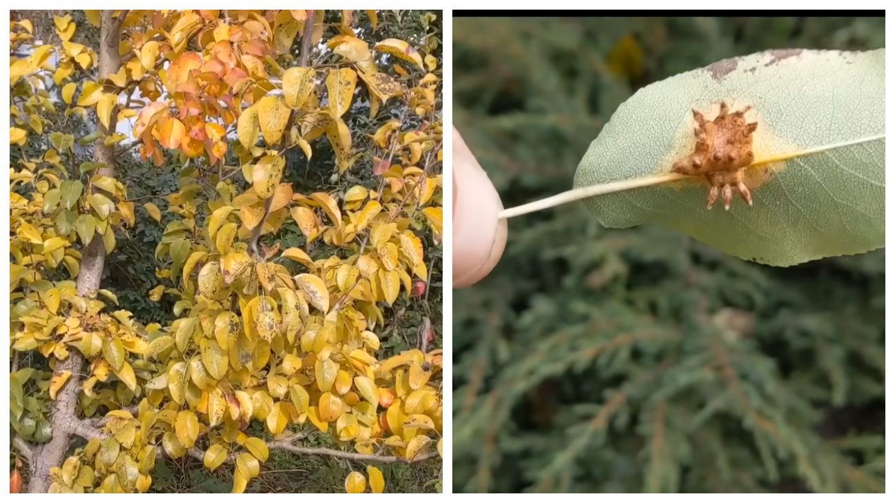 Садівники розповіли про засіб від іржі на груші