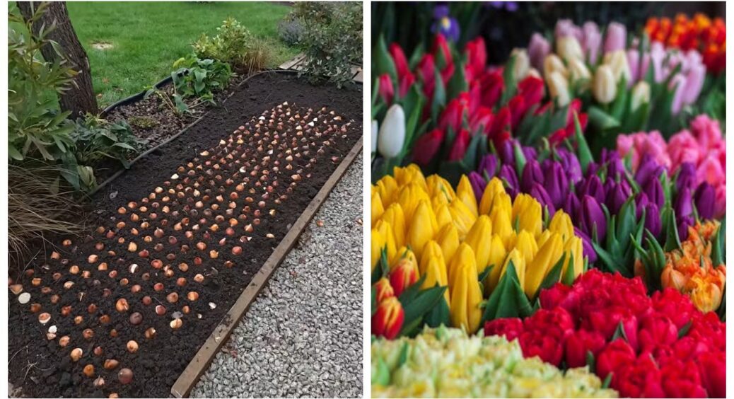 Мій секрет весняного “вау-ефекту”: осіння висадка тюльпанів за голландським методом — просто і геніально! 