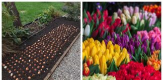 Квітникарі розповіли про голландський метод осінньої посадки тюльпанів