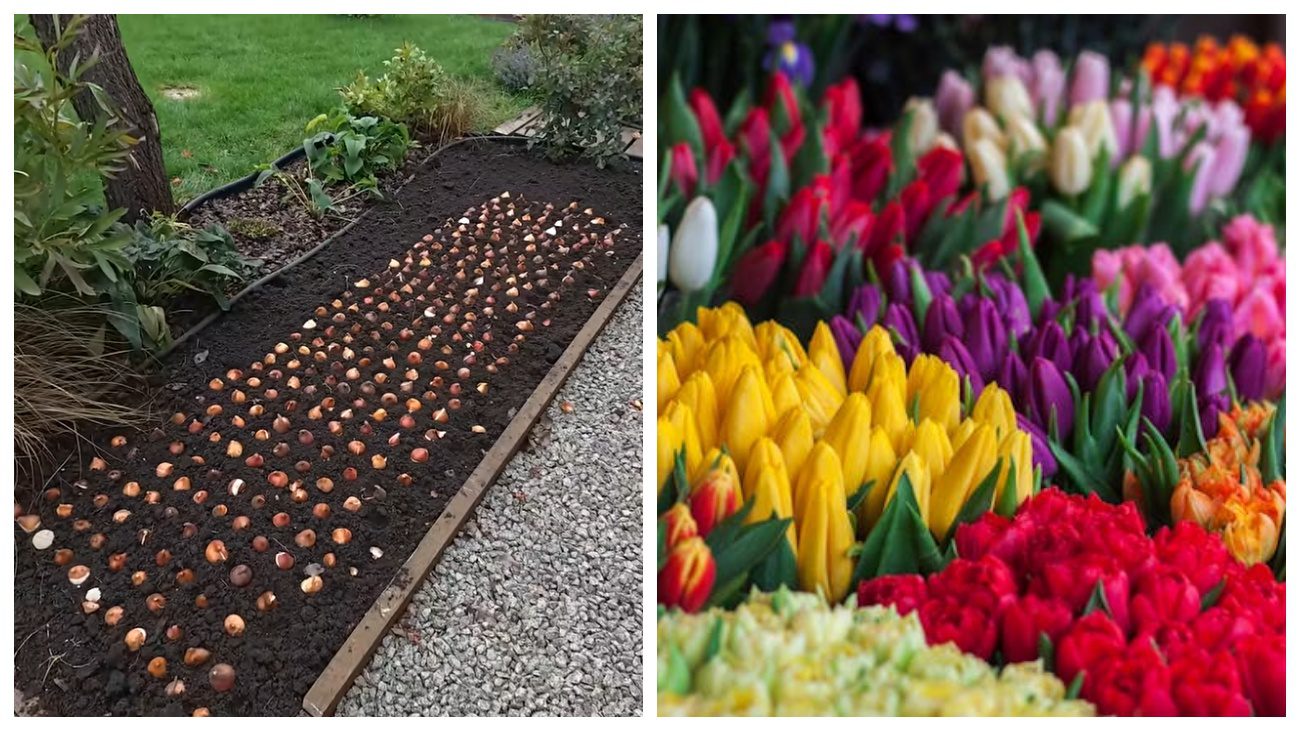 Квітникарі розповіли про голландський метод осінньої посадки тюльпанів