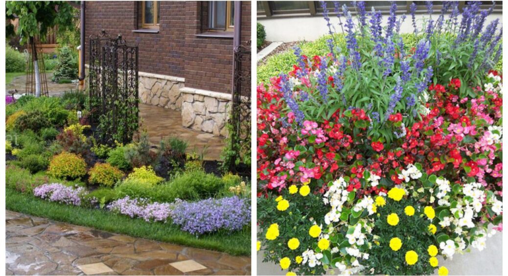 Красиві, невибагливі, зимостійкі: 4 багаторічники, які росли на бабусиних клумбах, а зараз про них забули 