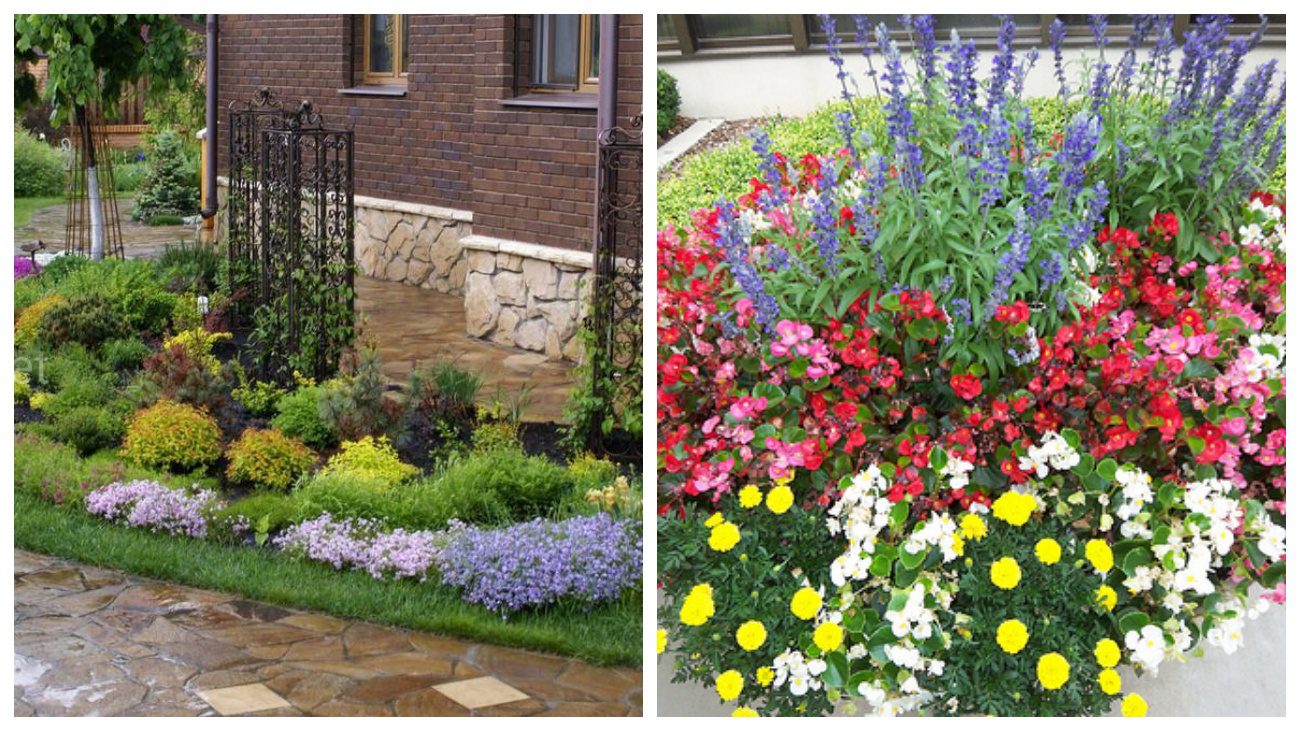 Квітникарі нагадали про багаторічні квіти з минулого