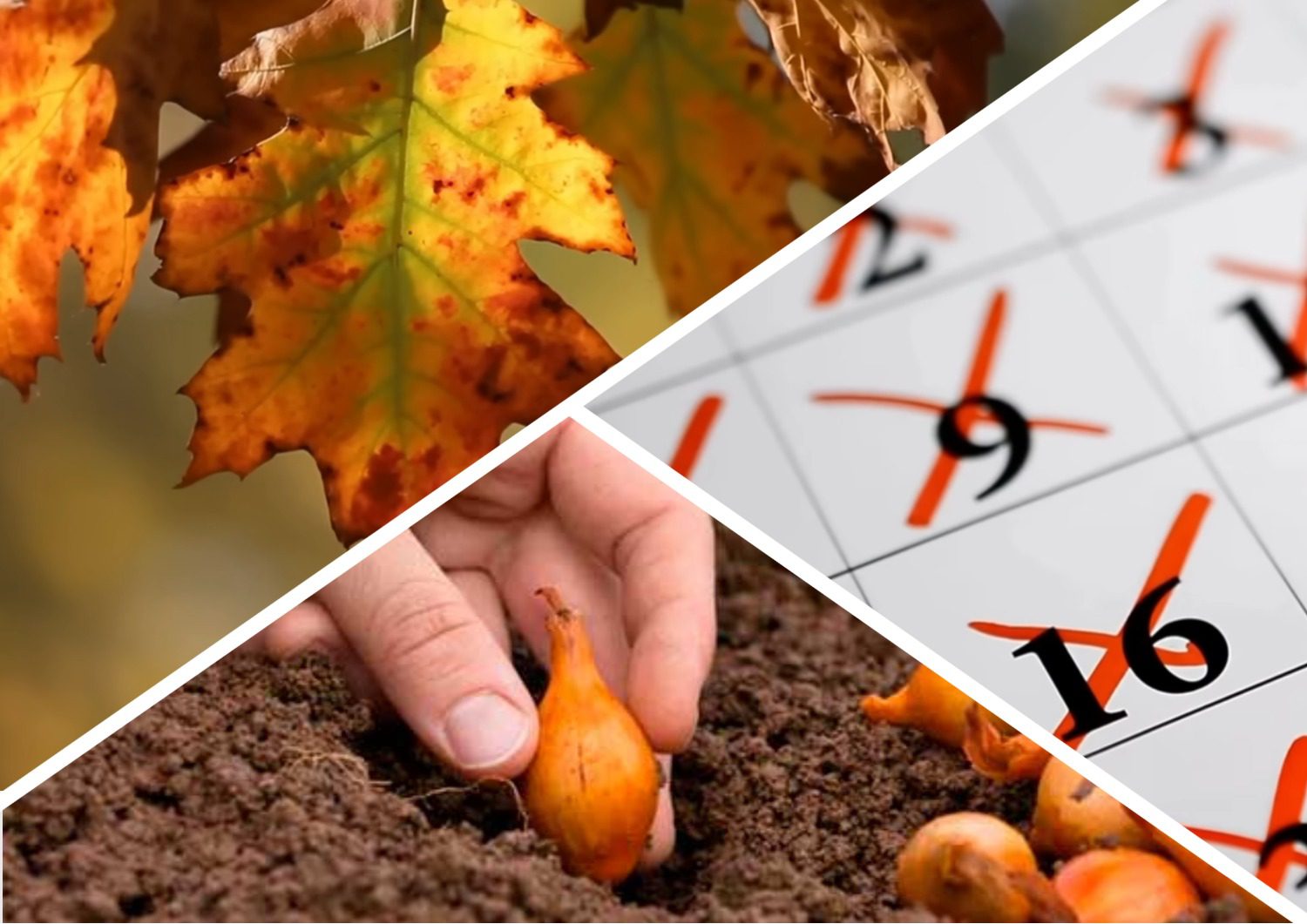 Городники назвали найкращі дні для посадки цибулі у жовтні-листопаді 2025 року