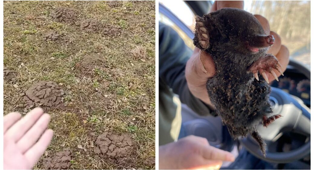 Мій город тепер схожий на гольф-поле — гладенький, без нір і кротячих вигадок: лише 1 ложка рицинової олії 