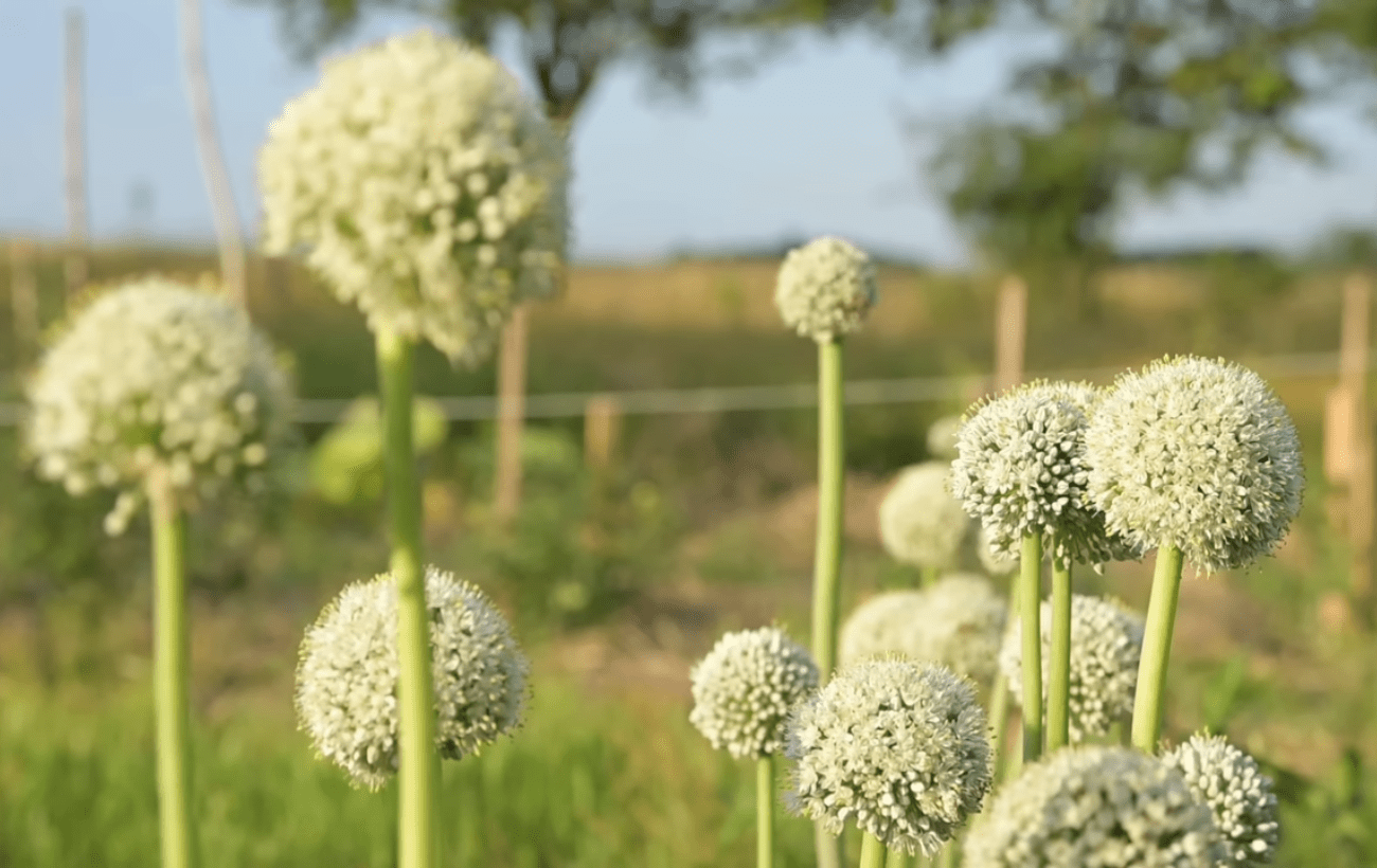 Городники розповіли, де не варто висаджувати озиму цибулю
