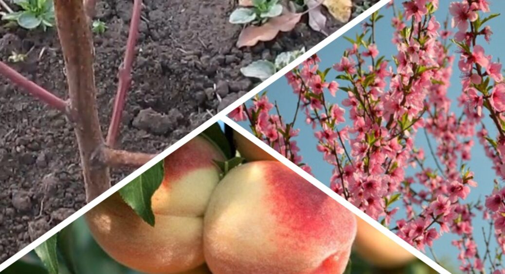 Саджанці персика не дешеві, тому важливо їх посадити без помилок: 3 загальні правила посадки восени 