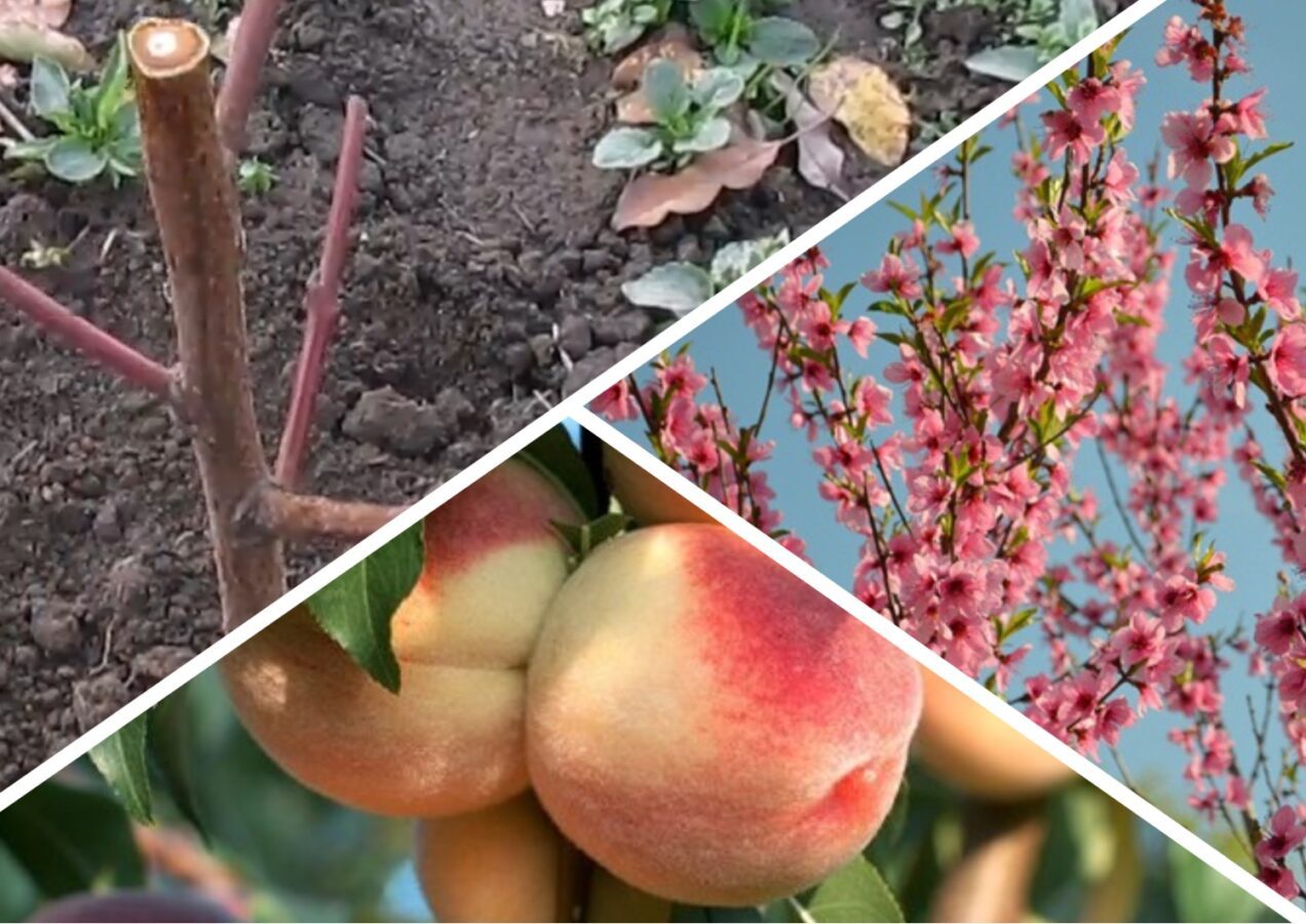 Садівники розповіли про правила посадки персика восени