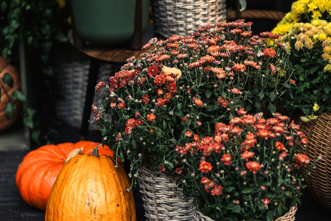 Квітникарі розкрили секрет, як змусити хризантему зацвісти раніше