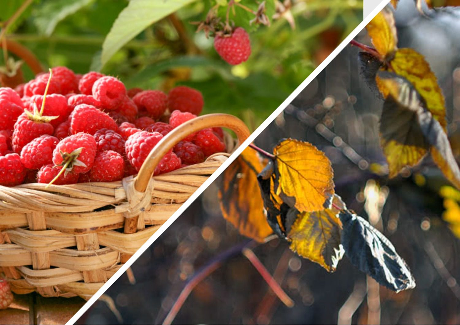 Садівники розповіли про важливість осінньої обрізки малини