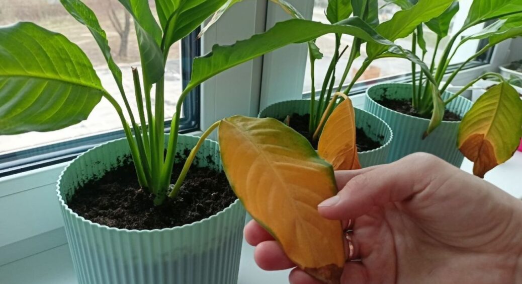 5 основних причин, чому жовтіє спатифілум: винна не вода з-під крана чи “дешеві” добрива – секрет в іншому 