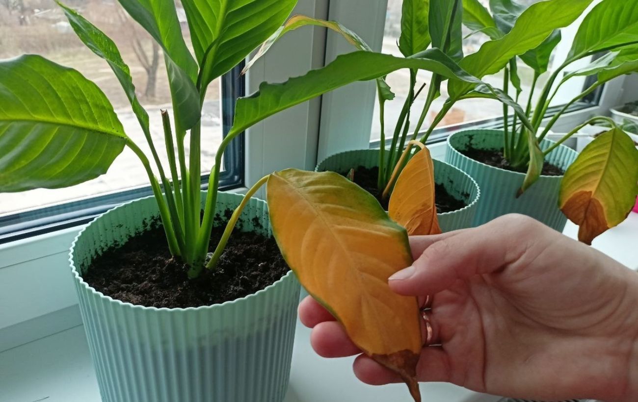 Чому жовтіє листя спатифілума