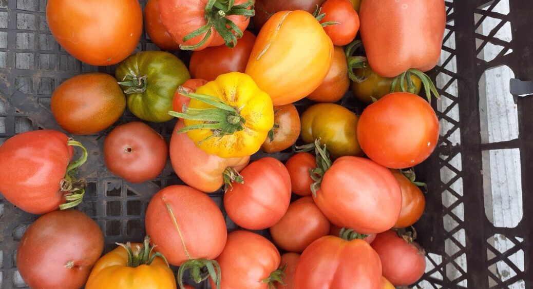 Саджу тільки ці 4 низькорослі томати: не пасинкую, не підв’язую – а врожай по 5 кг з куща до заморозків 