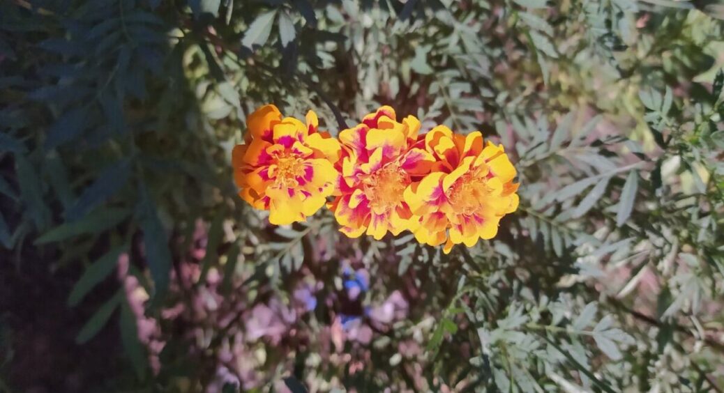 3 грядки чорнобривців відцвіли, але я їх не викидаю: викладаю на ґрунт – і бачу результат через 4 місяці 