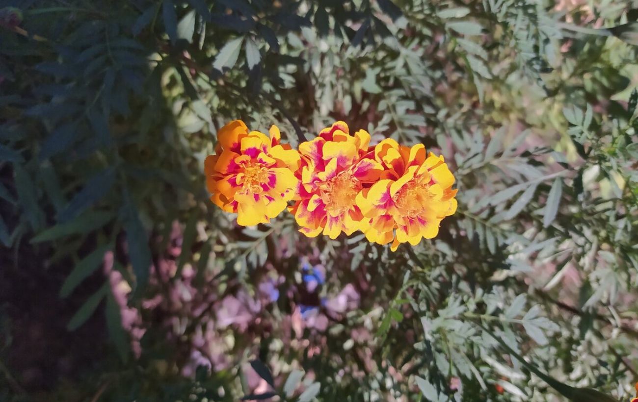 Яка користь чорнобривців після цвітіння