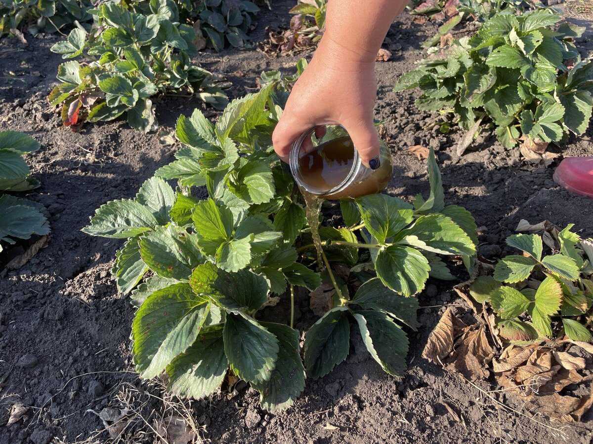 Експерти пояснили, чим найкраще підживити полуницю восени для кращої врожайності через рік