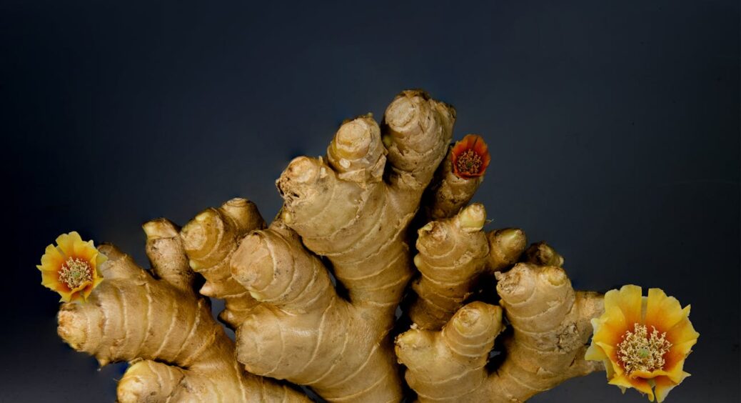 Вже 2-й рік вирощую імбир на підвіконні: рідня забула про покупний і дякує мені щоразу, як п’є з ним чай 