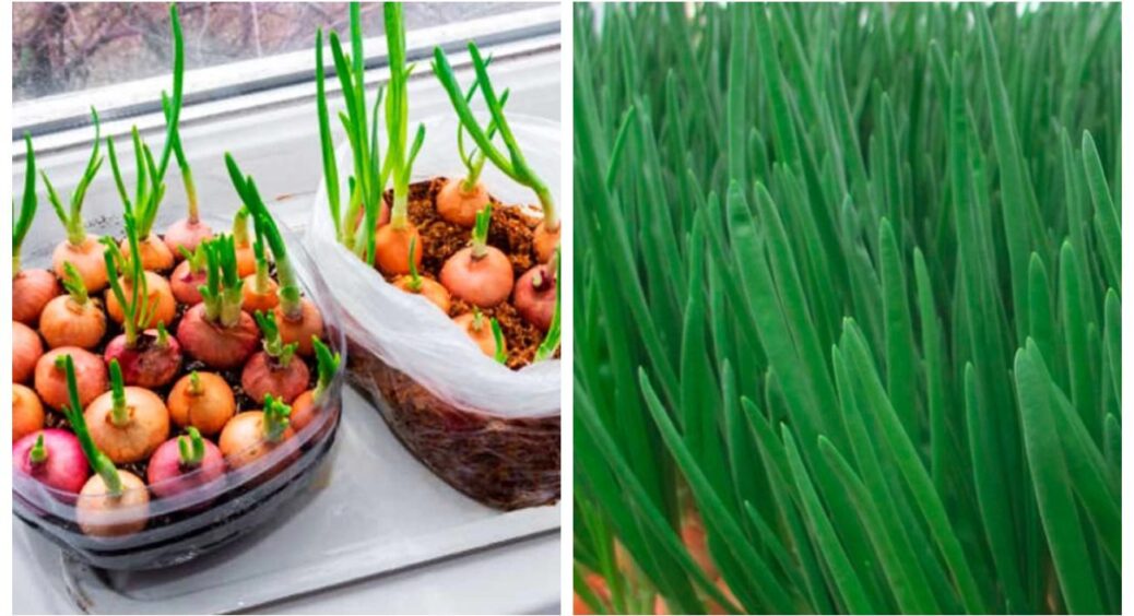 Моя цибуля вдома на підвіконні виявилась соковитішою, ніж на грядці: просто дотримуйтесь цих 3-х правил 