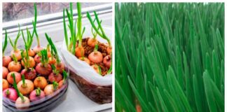 Городники поділилися секретами вирощування цибулі на підвіконні