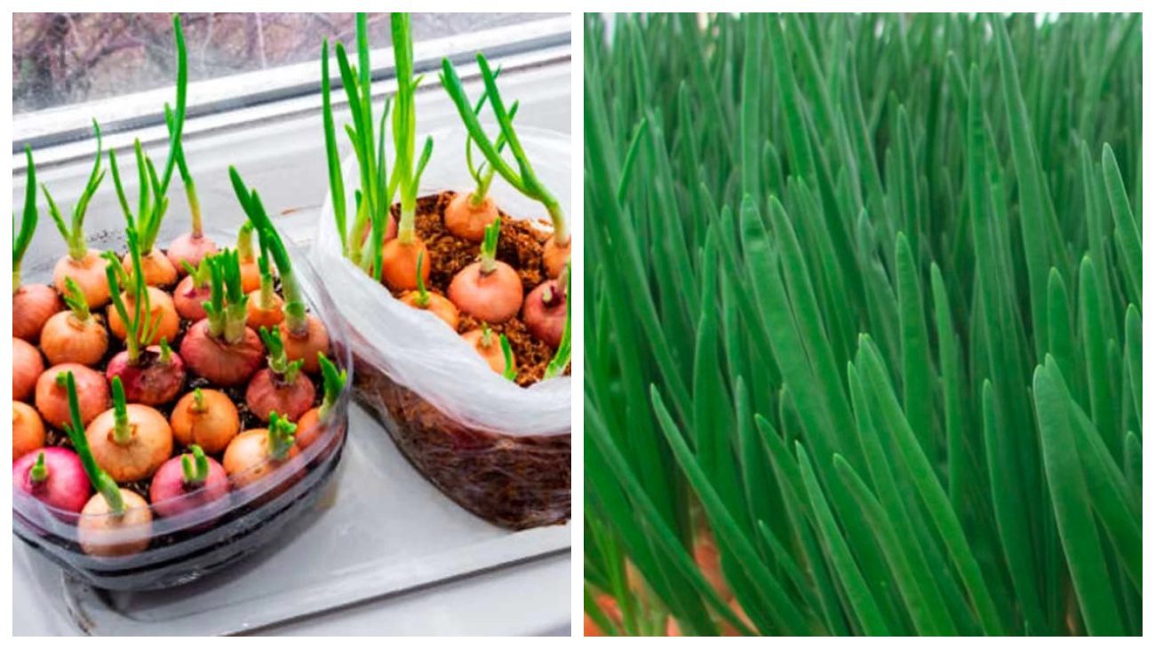 Городники поділилися секретами вирощування цибулі на підвіконні